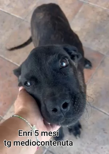 Salvate la vita di un cucciolo  | Foto 2