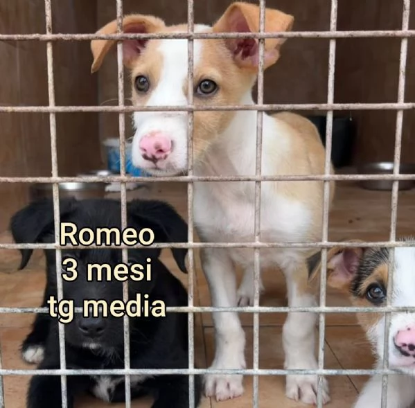 Salvate la vita di un cucciolo 