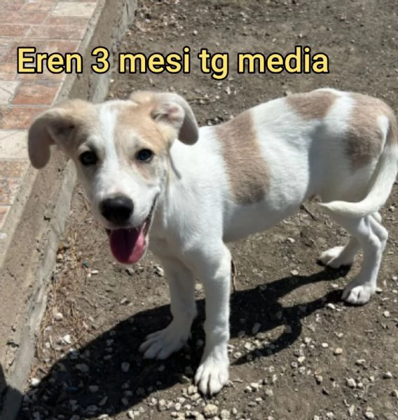 Salvate la vita di un cucciolo  | Foto 3