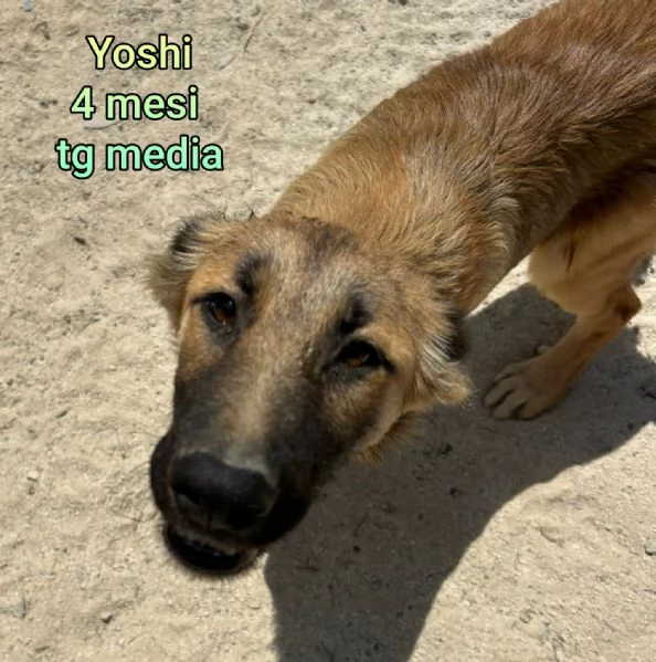 Salvate la vita di un cucciolo  | Foto 0