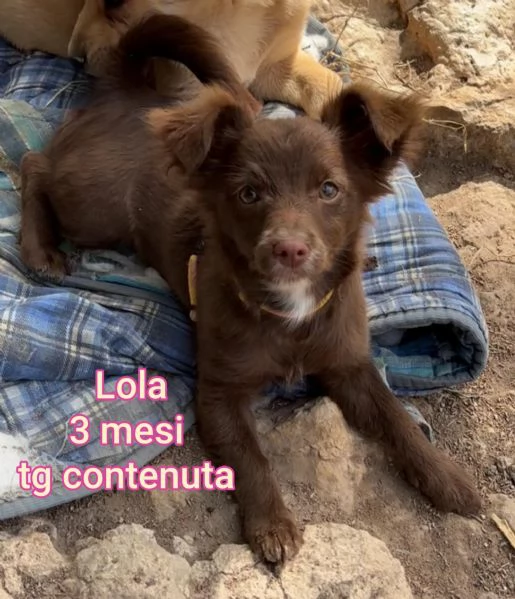Salvate la vita di un cucciolo  | Foto 3