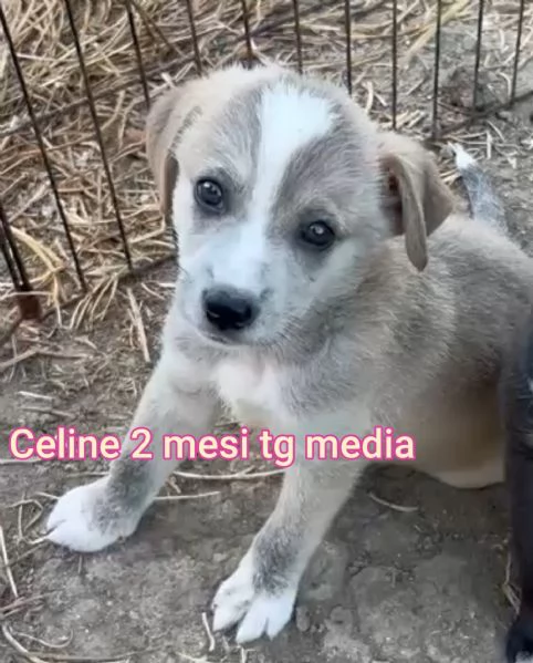 Salvate la vita di un cucciolo 