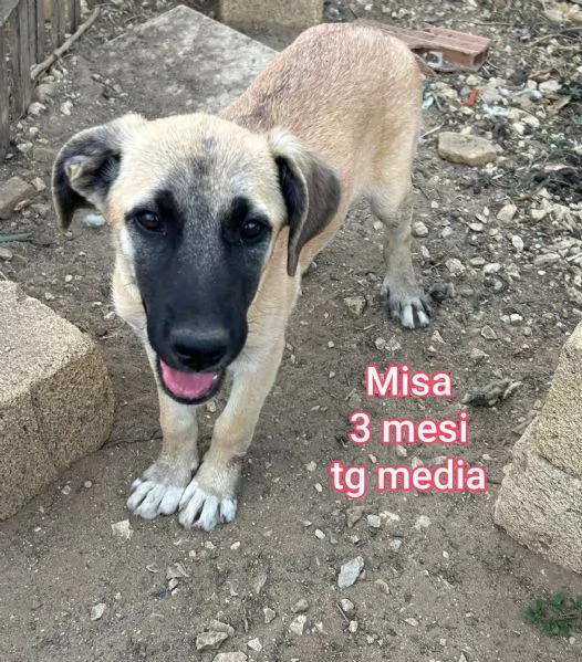 Salvate la vita di un cucciolo  | Foto 2