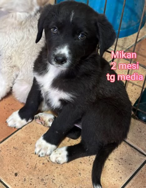 Salvate la vita di un cucciolo  | Foto 1