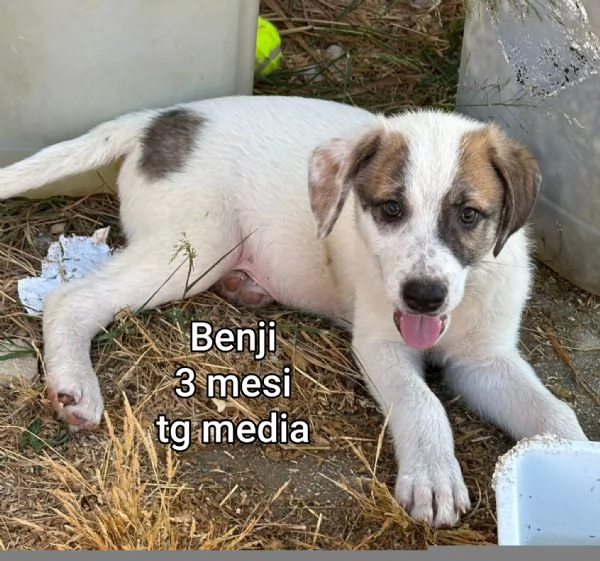 Salvate la vita di un cucciolo  | Foto 2