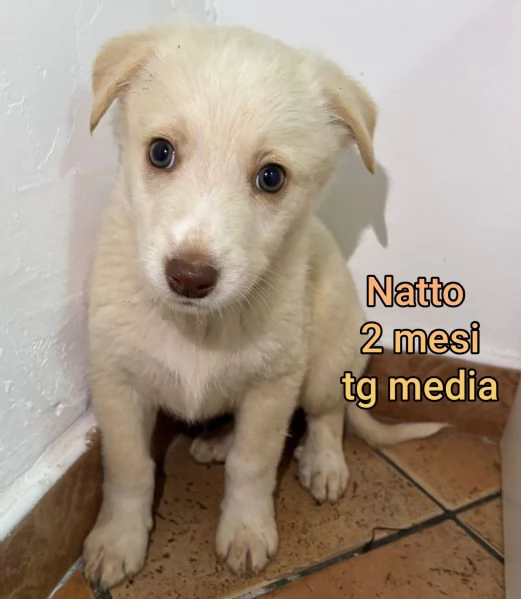 Salvate la vita di un cucciolo  | Foto 0