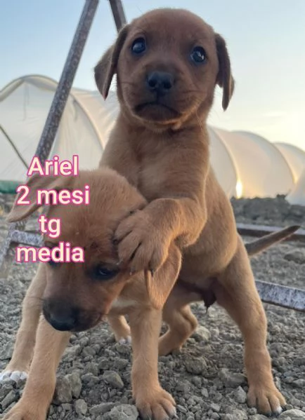 Salvate la vita di un cucciolo  | Foto 1