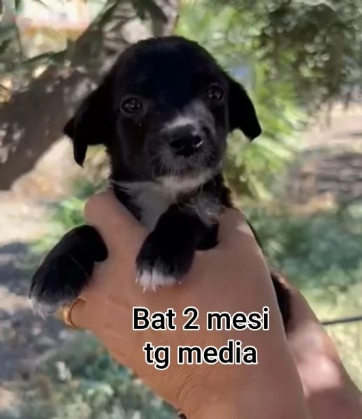 Salvate la vita di un cucciolo  | Foto 0