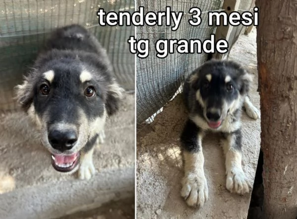 Salvate la vita di un cucciolo  | Foto 3