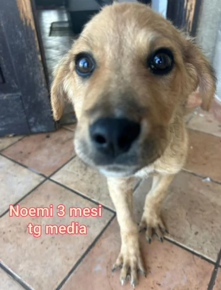 Salvate la vita di un cucciolo  | Foto 1