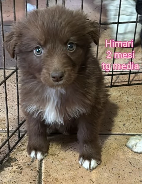 Salvate la vita di un cucciolo 