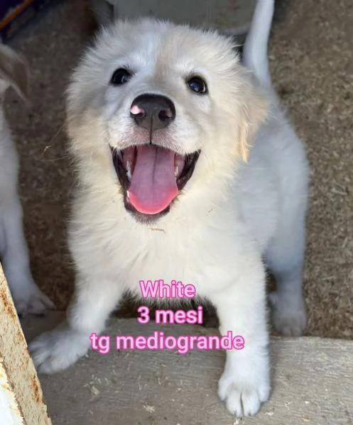 Salvate la vita di un cucciolo  | Foto 2
