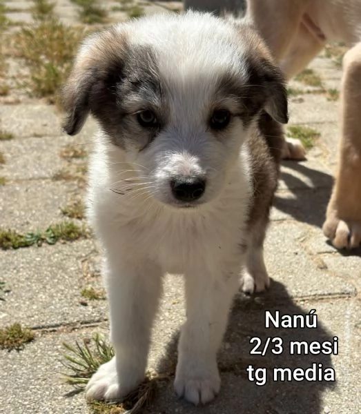 Salvate la vita di un cucciolo  | Foto 1