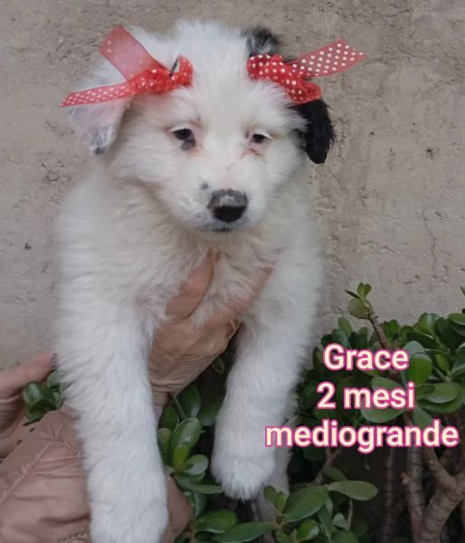 Salvate la vita di un cucciolo  | Foto 0