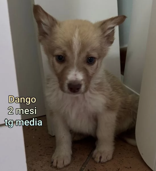 2 mesi Aiutate questi cuccioli 