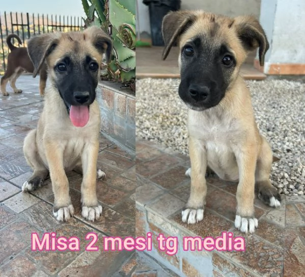 2 mesi Aiutate questi cuccioli  | Foto 6