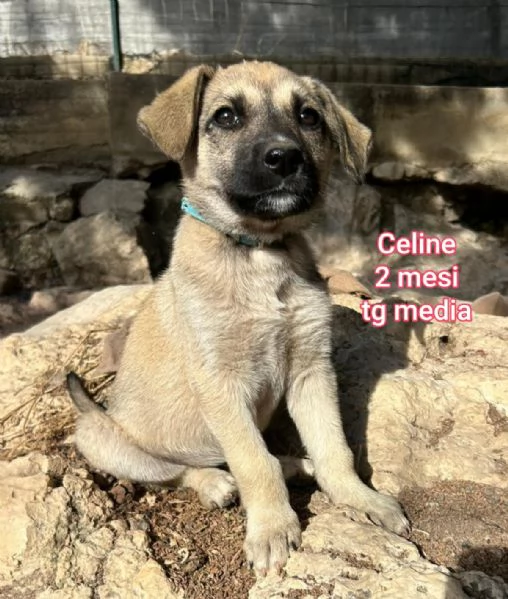 2 mesi Aiutate questi cuccioli  | Foto 5