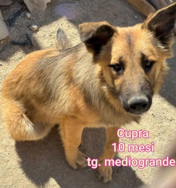 2 mesi Aiutate questi cuccioli  | Foto 6