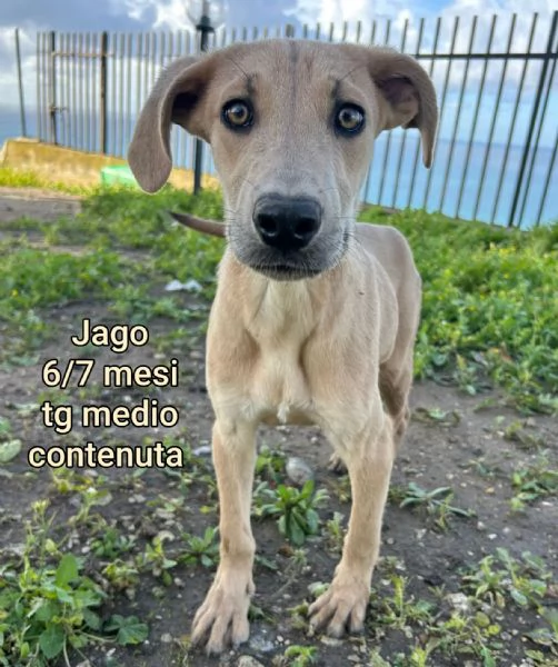 2 mesi Aiutate questi cuccioli  | Foto 5