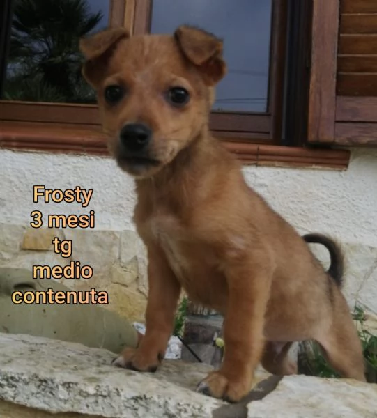 2 mesi Aiutate questi cuccioli  | Foto 6