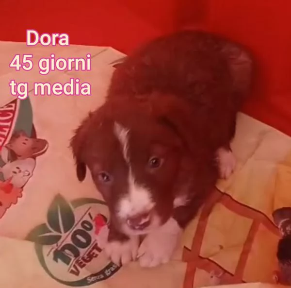 2 mesi Aiutate questi cuccioli  | Foto 4