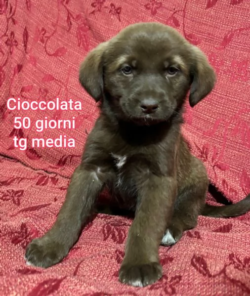 2 mesi Aiutate questi cuccioli  | Foto 3