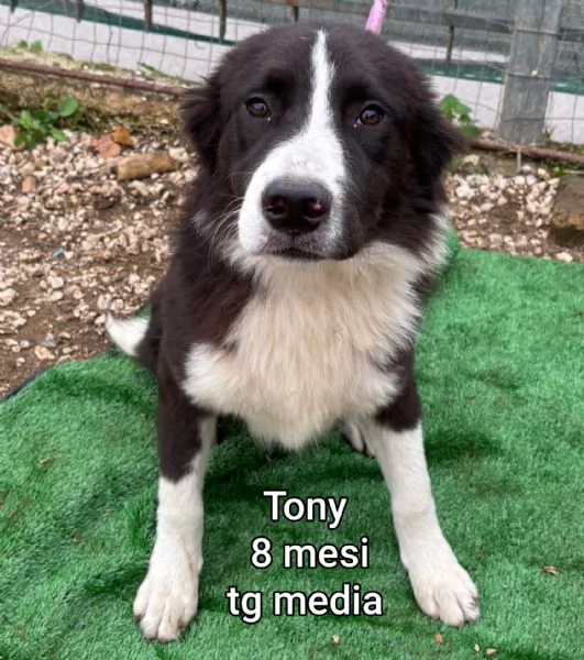 2 mesi Aiutate questi cuccioli  | Foto 2