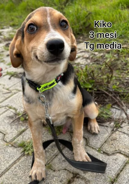 2 mesi Aiutate questi cuccioli  | Foto 6