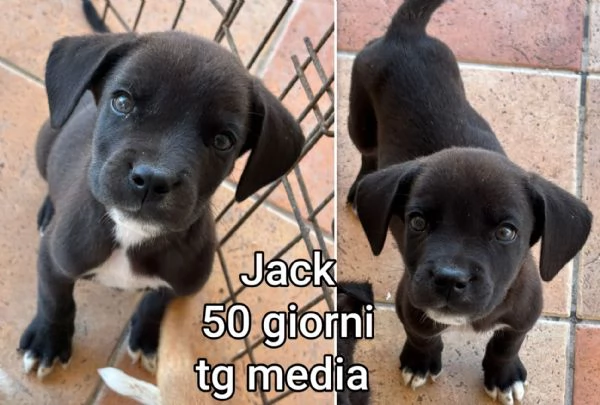 2 mesi Aiutate questi cuccioli 