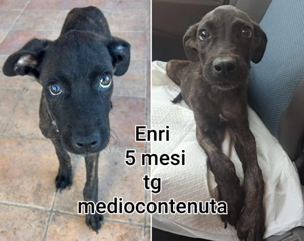 2 mesi Aiutate questi cuccioli  | Foto 6