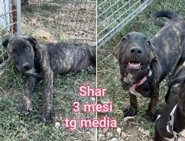 2 mesi Aiutate questi cuccioli  | Foto 5