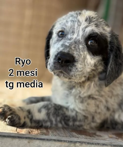 2 mesi Aiutate questi cuccioli  | Foto 4