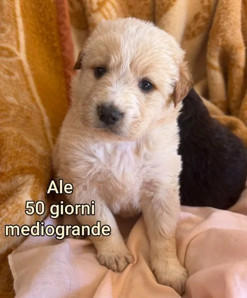 2 mesi Aiutate questi cuccioli  | Foto 3
