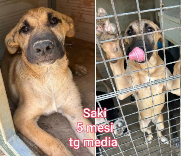 2 mesi Aiutate questi cuccioli  | Foto 5