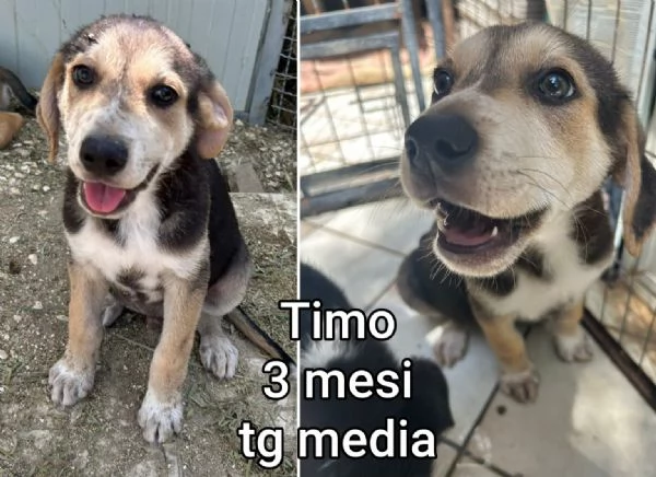 2 mesi Aiutate questi cuccioli  | Foto 6