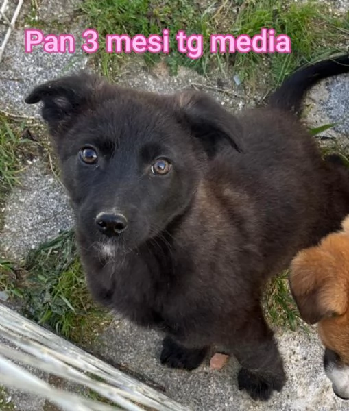 2 mesi Aiutate questi cuccioli  | Foto 4