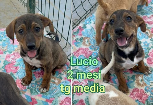 2 mesi Aiutate questi cuccioli  | Foto 4