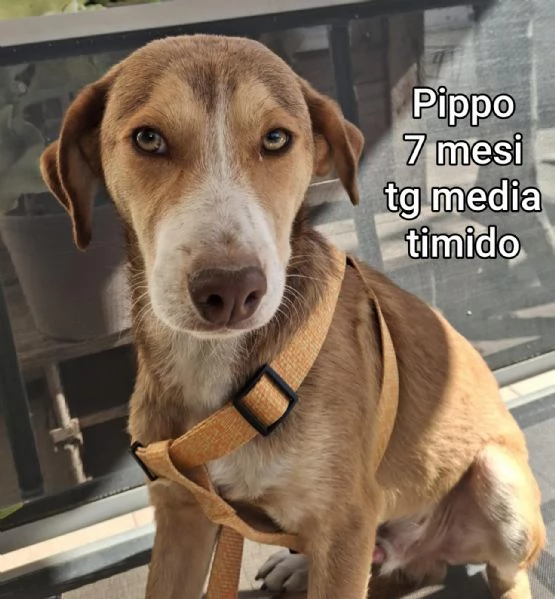 2 mesi Aiutate questi cuccioli  | Foto 5