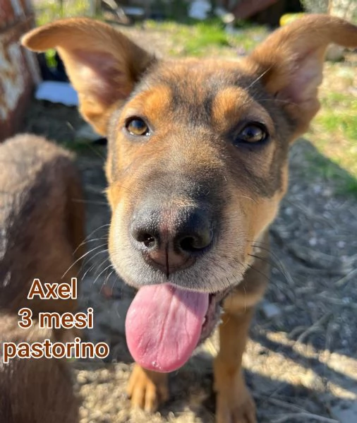 2 mesi Aiutate questi cuccioli  | Foto 4