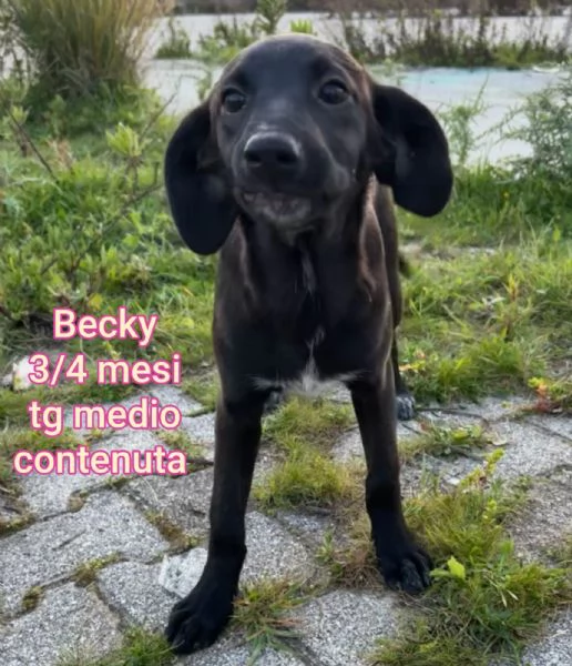 2 mesi Aiutate questi cuccioli  | Foto 3