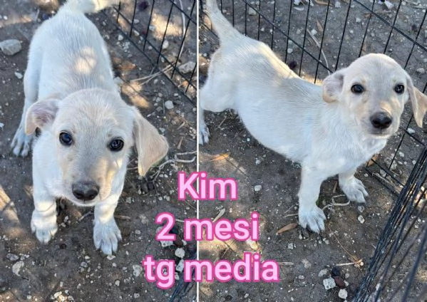 2 mesi Aiutate questi cuccioli  | Foto 4