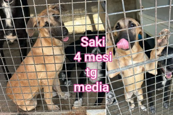 2 mesi Aiutate questi cuccioli  | Foto 3