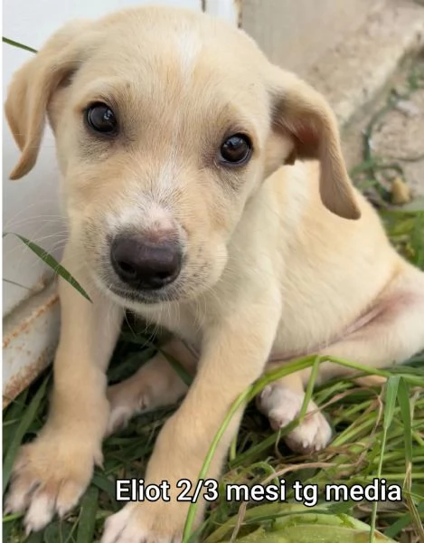 2 mesi Aiutate questi cuccioli 