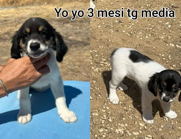 2 mesi Aiutate questi cuccioli  | Foto 3