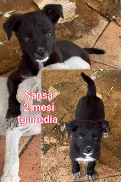 2 mesi Aiutate questi cuccioli  | Foto 3