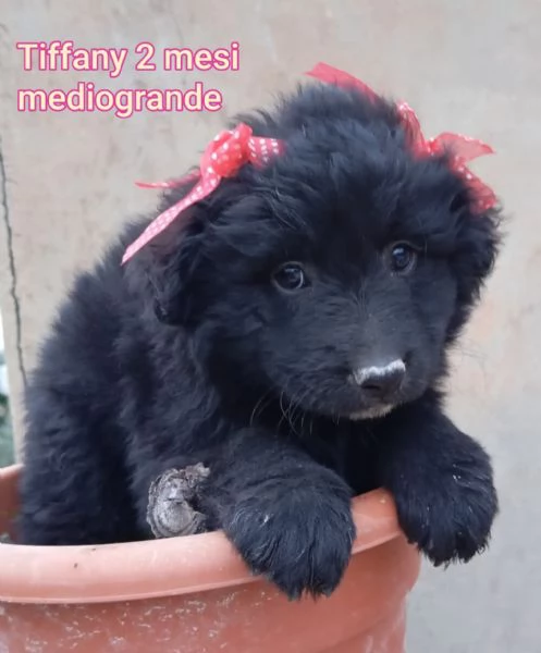 2 mesi Aiutate questi cuccioli 