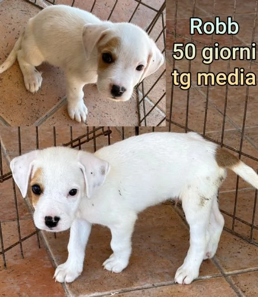 2 mesi Aiutate questi cuccioli  | Foto 2