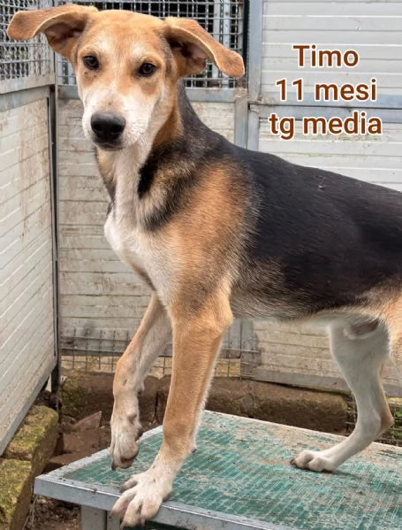 2 mesi Aiutate questi cuccioli  | Foto 4