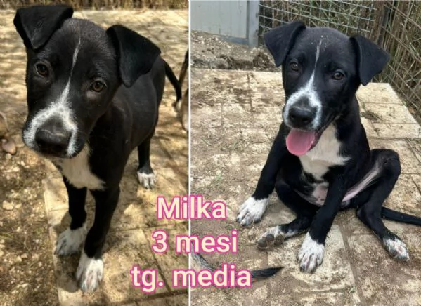 2 mesi Aiutate questi cuccioli  | Foto 5