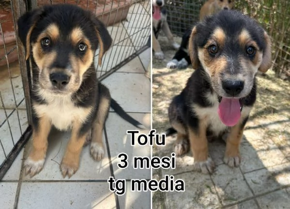 2 mesi Aiutate questi cuccioli  | Foto 4